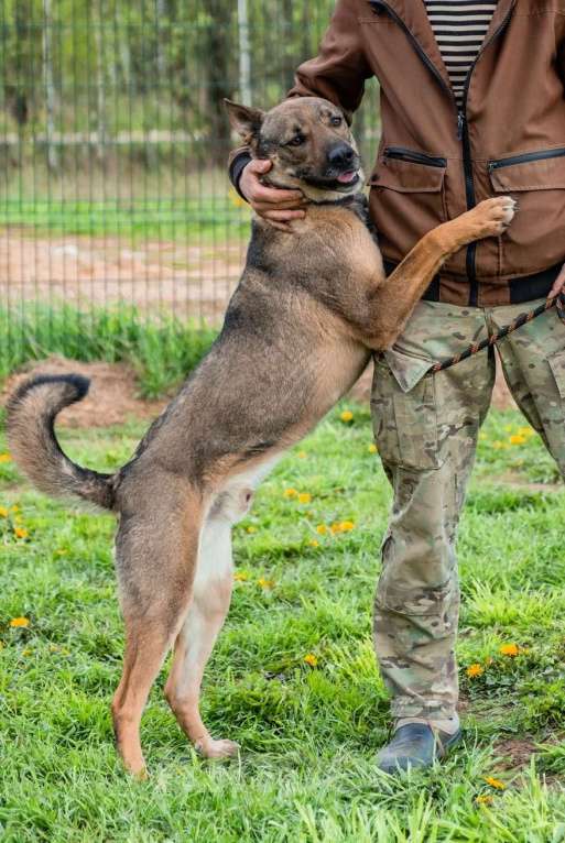 Собаки в Москве: Кому 30 кг счастья по имени Марсик Мальчик, 1 руб. - фото 2
