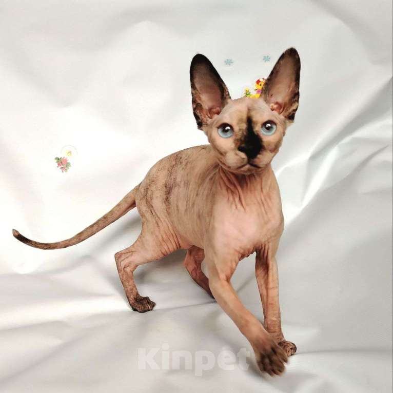 Кошки в Королеве: Синеглазая кошечка канадский сфинкс Девочка, Бесплатно - фото 3