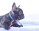 Собаки в Москве: Французский бульдог мальчик тигровый Мальчик, 40 000 руб. - фото 10