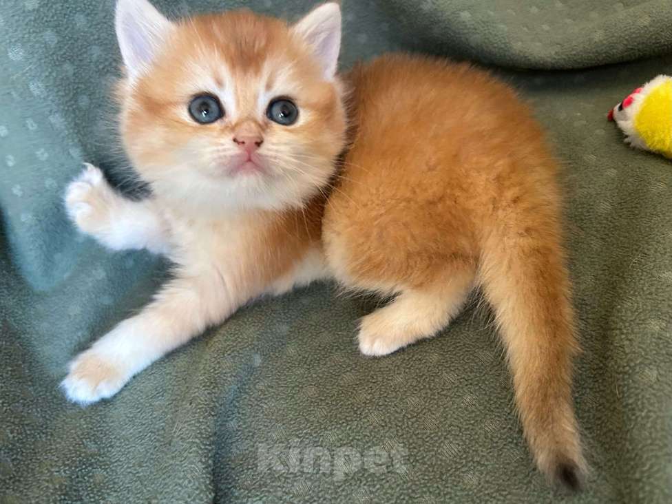 Кошки в Москве: Золотая шиншилла девочка Солнышко Девочка, 30 000 руб. - фото 5