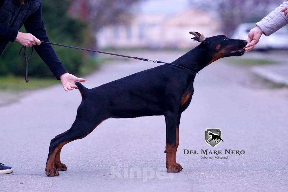 Собаки в Ейске: щенок добермана Девочка, 90 000 руб. - фото 4