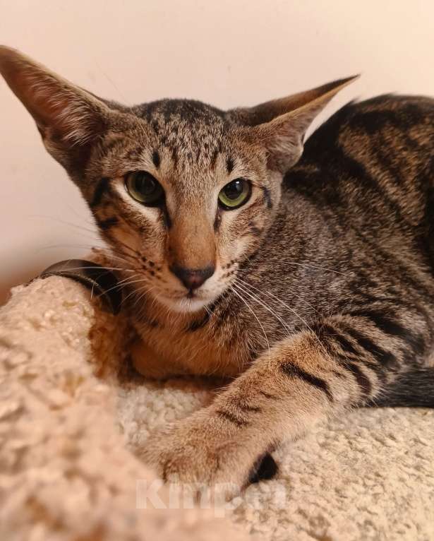 Кошки в Москве: Ориентальный мальчик мраморного окраса Мальчик, Бесплатно - фото 5