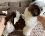 Собаки в Химках: Ши-Тцу возможно для шоу и разведения  Девочка, 60 000 руб. - фото 1