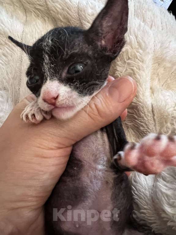 Кошки в Дедовске: Котенок девочка.  Девочка, Бесплатно - фото 2