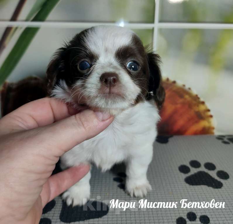 Собаки в Санкт-Петербурге: Бетховен бело шоколадный длинношерстный чихуахуа Мальчик, 60 000 руб. - фото 2
