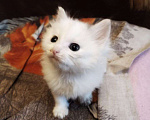 Кошки в Самаре: Котик белый Мальчик, Бесплатно - фото 3