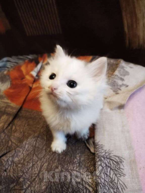 Кошки в Самаре: Котик белый Мальчик, Бесплатно - фото 3