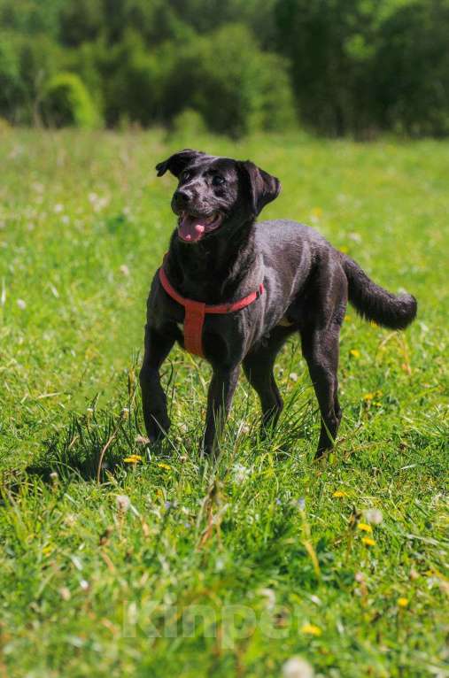 Собаки в Москве: Лабрадор Шанэль в добрые руки Девочка, 1 руб. - фото 5