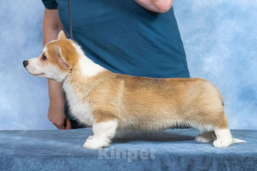 Собаки в Москве: Вельш корги пемброк  Мальчик, 100 000 руб. - фото 5