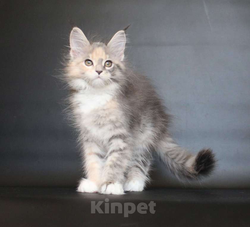 Кошки в Екатеринбурге: Дарьяна девочка Девочка, 35 000 руб. - фото 3