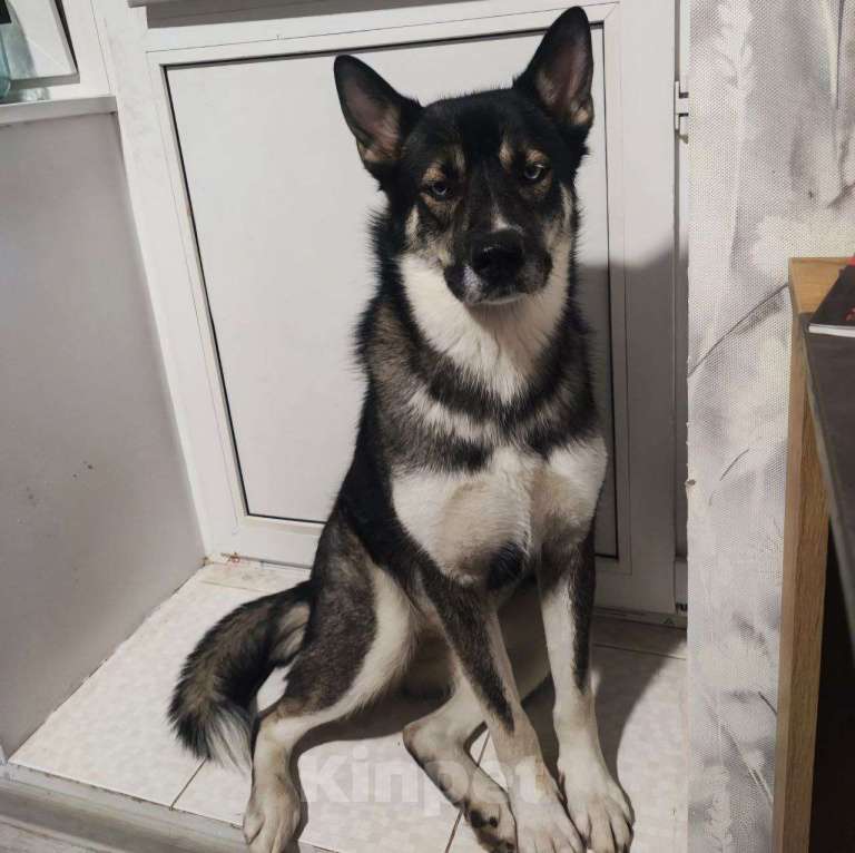 Собаки в Москве: Хаски Джуна ищет дом Девочка, Бесплатно - фото 2