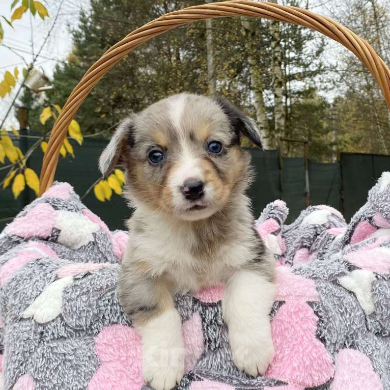 Собаки в Москве: Щенки вельш-корги кардиган Мальчик, Бесплатно - фото 2