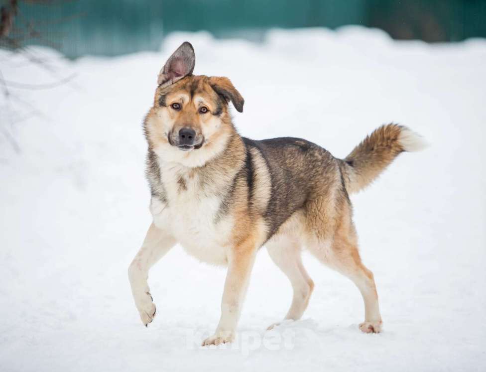 Собаки в Москве: Тобби Мальчик, Бесплатно - фото 4