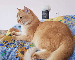 Кошки в Севастополе: Шотландский кот., 25 000 руб. - фото 3