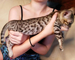 Кошки в Петрозаводске: Бенгальская девочка 2,5 мес. Девочка, 1 руб. - фото 2