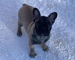 Собаки в Санкт-Петербурге: Шикарный мальчик французского бульдога Мальчик, 45 000 руб. - фото 8