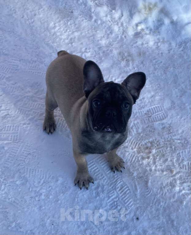 Собаки в Санкт-Петербурге: Шикарный мальчик французского бульдога Мальчик, 45 000 руб. - фото 8