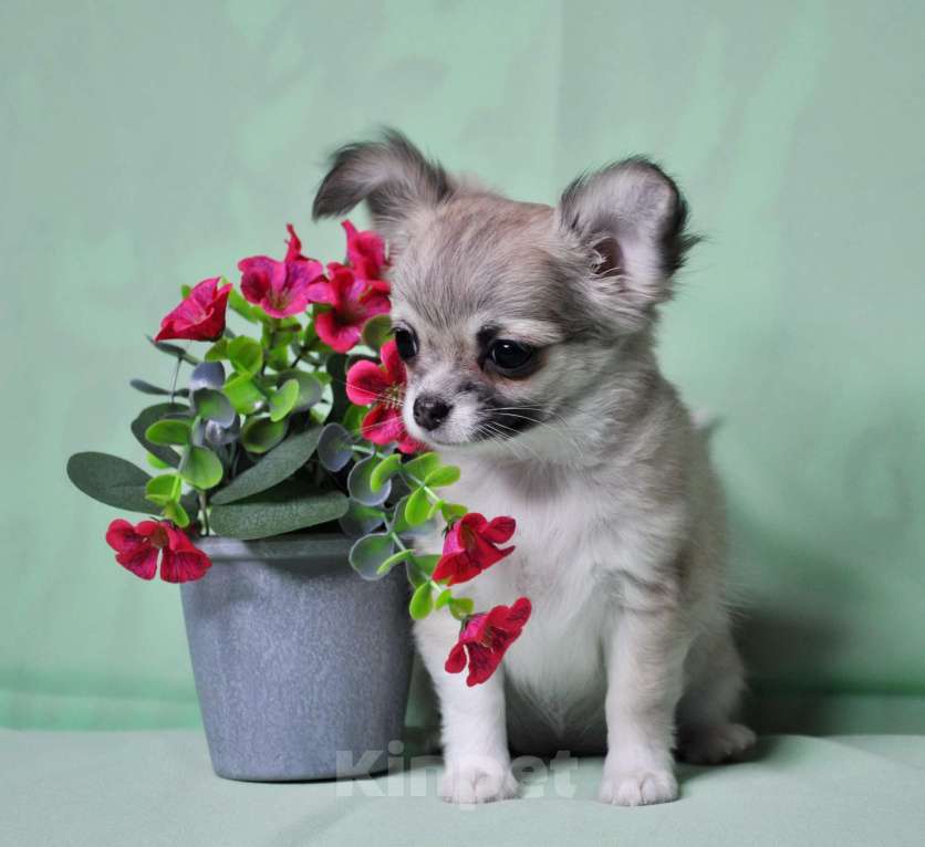 Собаки в Москве: 🎀 Эксклюзивная длинношерстная чихуахуа-девочка 🎀 Девочка, 70 000 руб. - фото 3