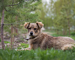 Собаки в Щелково: Каштанка Девочка, Бесплатно - фото 3