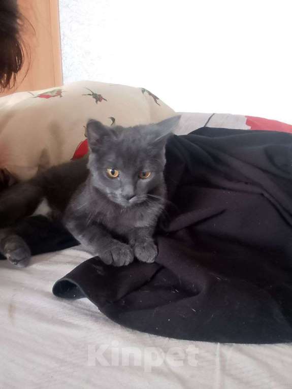 Кошки в Орле: Кошка Девочка, 5 000 руб. - фото 1