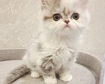 Кошки в Ярославле: Шотландская длинношерстная девочка Девочка, 35 000 руб. - фото 10