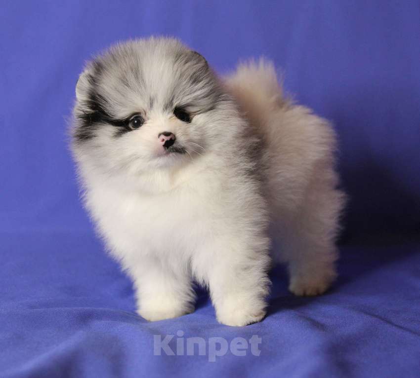 Собаки в Люберцах: щенок шпица эксклюзив Мальчик, 50 000 руб. - фото 4