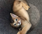 Кошки в Тюмени: Абиссинские котята Девочка, 55 000 руб. - фото 4