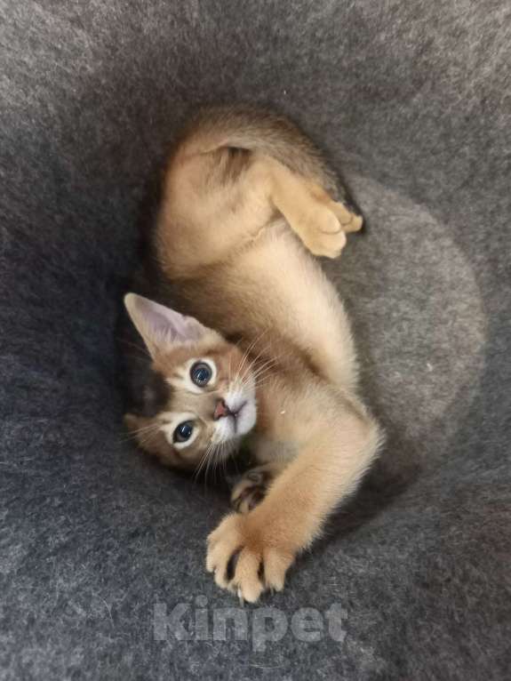 Кошки в Тюмени: Абиссинские котята Девочка, 55 000 руб. - фото 4