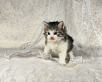 Кошки в Выксе: Великолепный мальчик курильский бобтейл  Мальчик, 10 000 руб. - фото 3