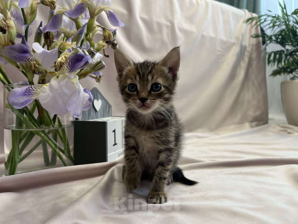 Кошки в Туле: Котята в добрые руки  Мальчик, Бесплатно - фото 2