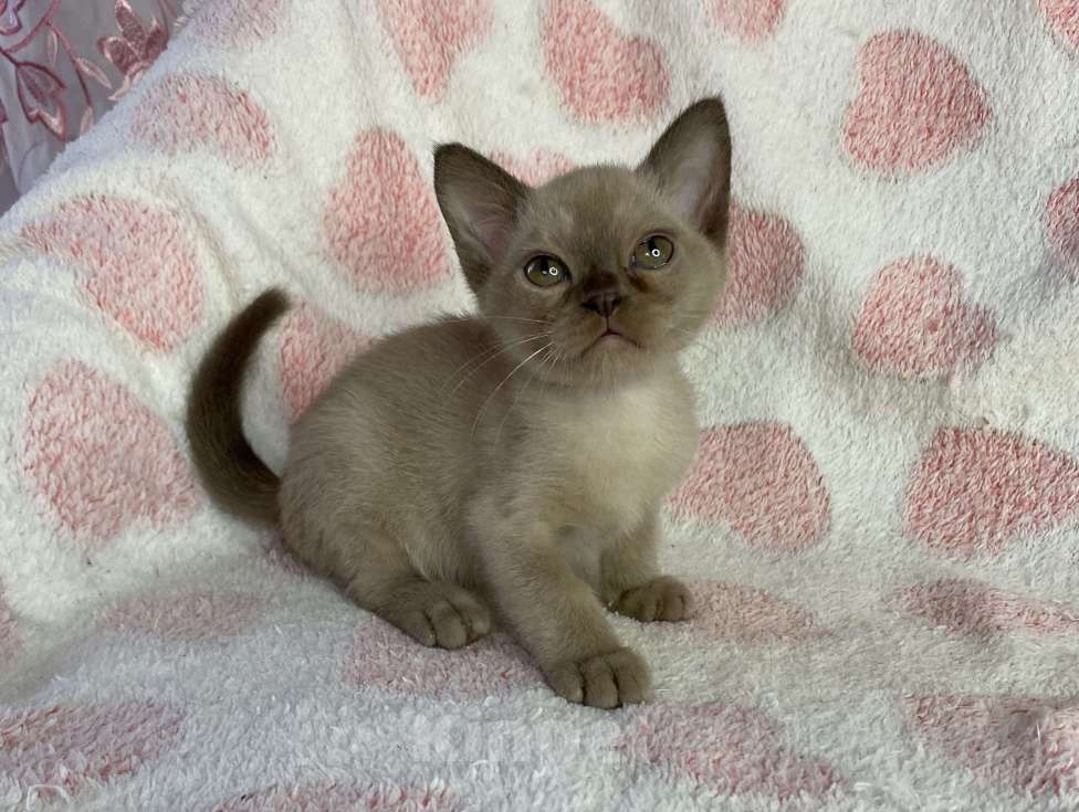 Кошки в Дмитрове: Шоколадная бурманская девочка Bell Девочка, 40 000 руб. - фото 6