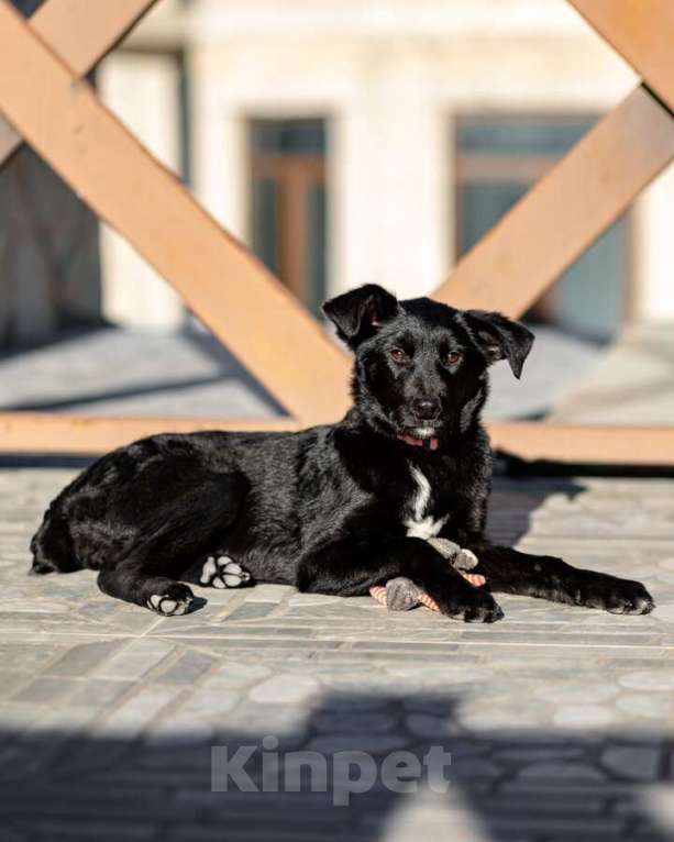 Собаки в Москве: Маленькая Молли ищет свой дом! Девочка, Бесплатно - фото 3