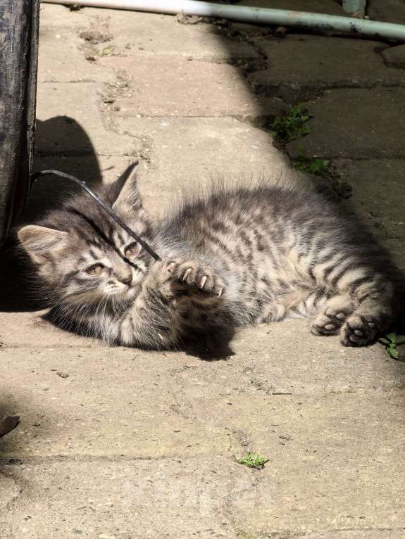 Кошки в Ставрополе: Котёнок  Девочка, 100 руб. - фото 5