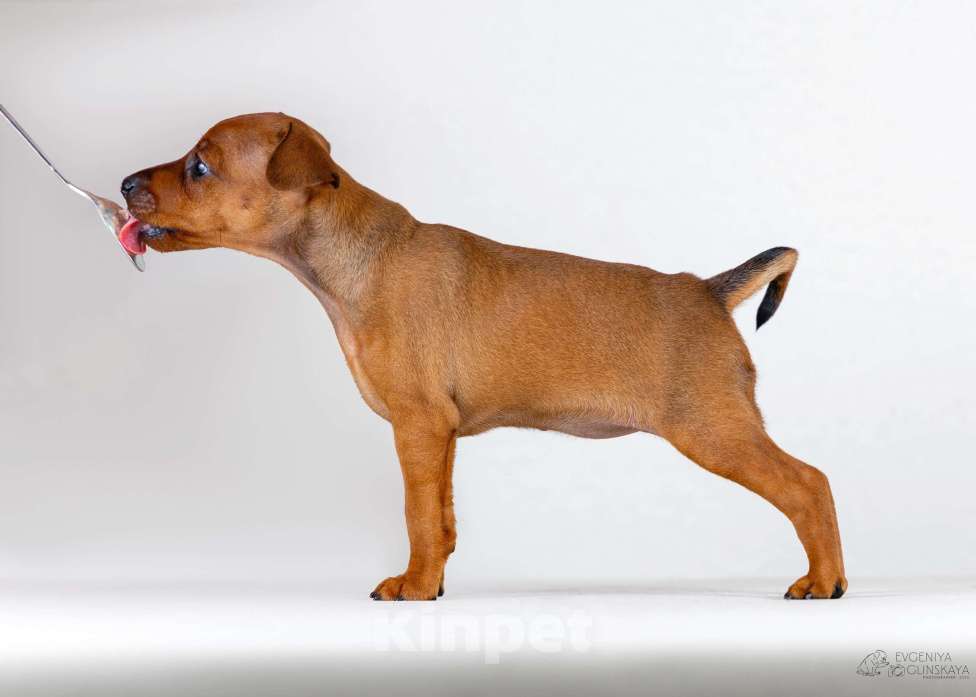 Собаки в Архангельске: Щенок цвергпинчера Девочка, 50 000 руб. - фото 4