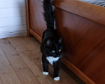 Кошки в Одинцово: Котенок мальчик 4 мес черно-белый Мальчик, Бесплатно - фото 3