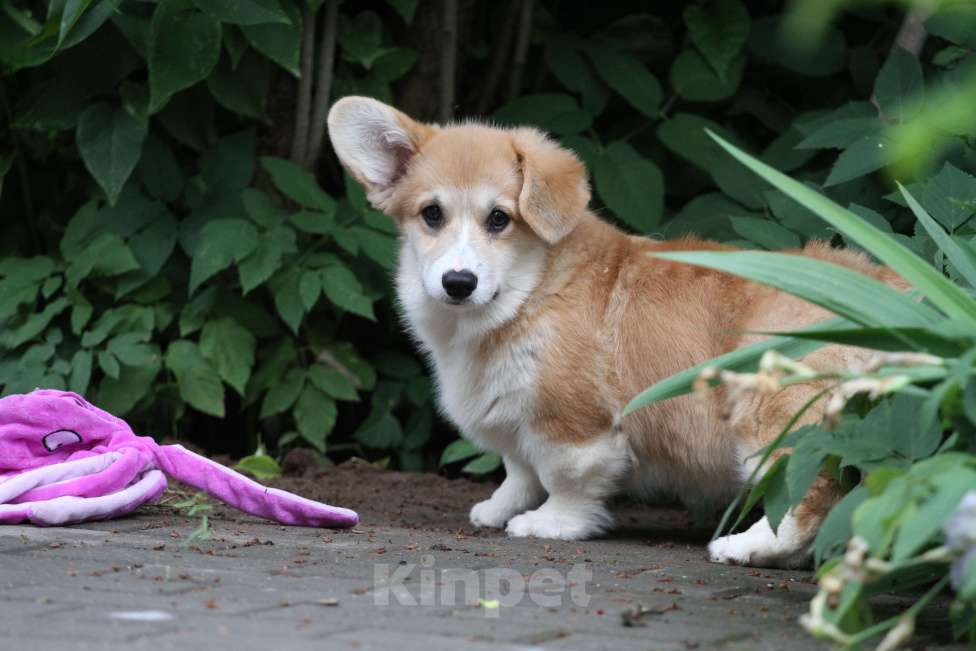 Собаки в Москве: Вельш корги пемброк Девочка, 40 000 руб. - фото 3