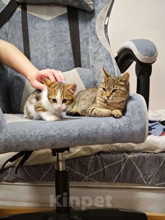 Кошки в Красногорске: Котенок Олаф 1,5 месяца в добрые руки  Мальчик, Бесплатно - фото 3