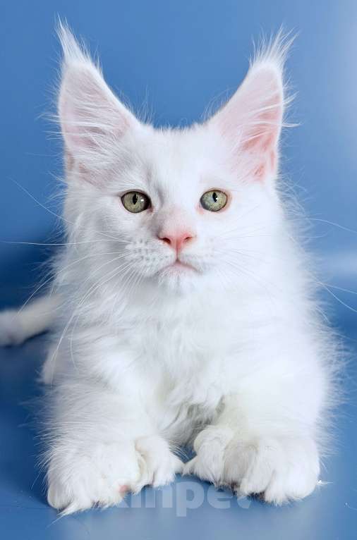 Кошки в других городах Московской области: Эксклюзив, белый кот полидакт. Мальчик, 110 000 руб. - фото 4