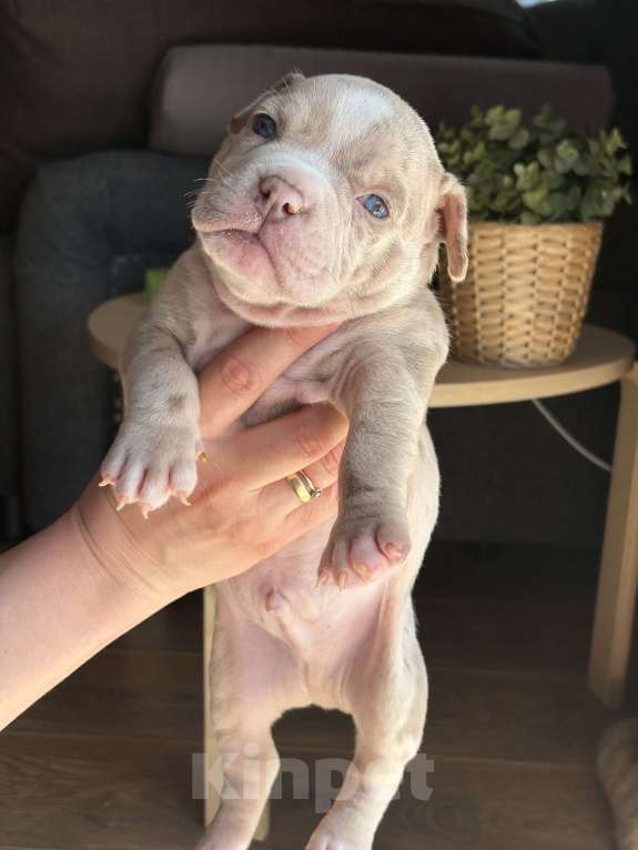 Собаки в Москве: Щенки Американского булли Девочка, Бесплатно - фото 2