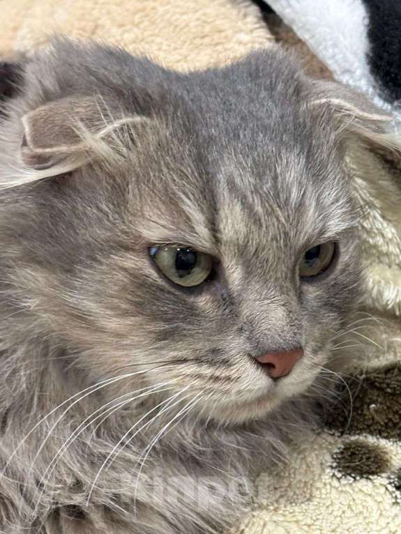 Кошки в Москве: Пушистая вислоушка Гресси. Кошка в добрые руки. Девочка, Бесплатно - фото 6