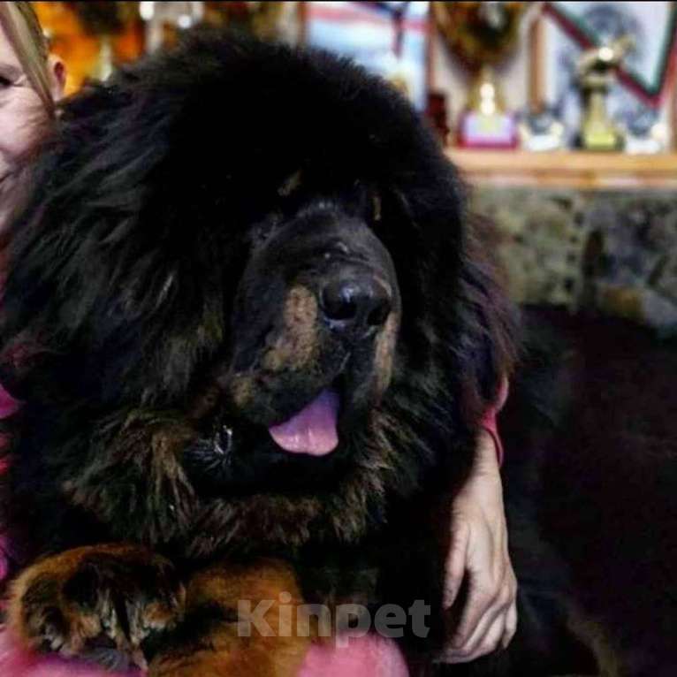 Собаки в Белгороде: Щенки Тибетского мастифа Девочка, 120 руб. - фото 1