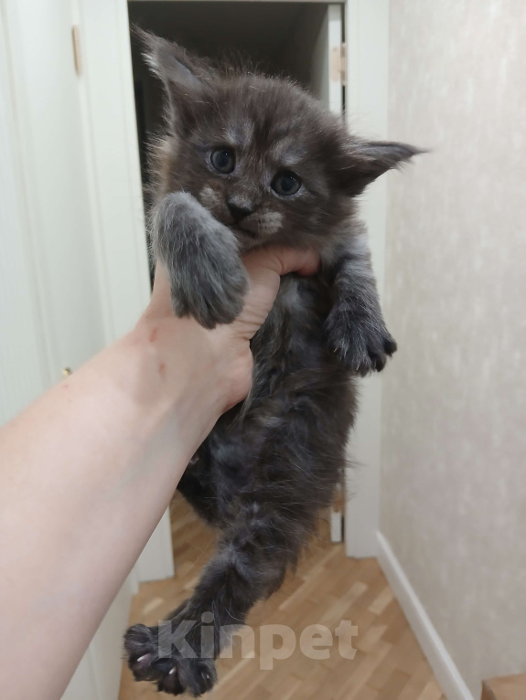 Кошки в Москве: Котята мейн-куны с метрикой Разнополые, 35 руб. - фото 2