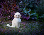 Собаки в Малоярославце: Пудель средний белый щенок Мальчик, Бесплатно - фото 3