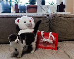 Кошки в Буденновске: Шотландский вислоухий котёнок Девочка, 10 руб. - фото 4