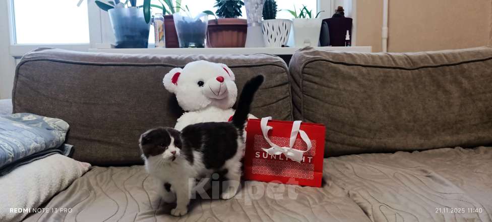 Кошки в Буденновске: Шотландский вислоухий котёнок Девочка, 10 руб. - фото 4