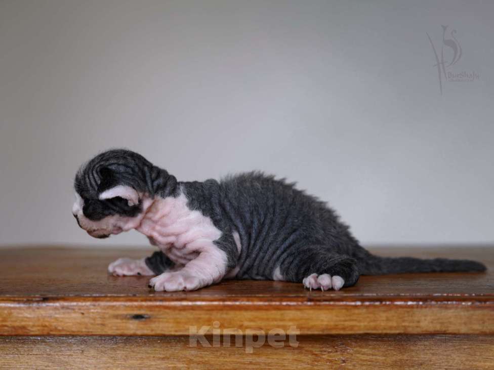 Кошки в Москве: Девон-рекс мальчик Мальчик, 80 000 руб. - фото 4