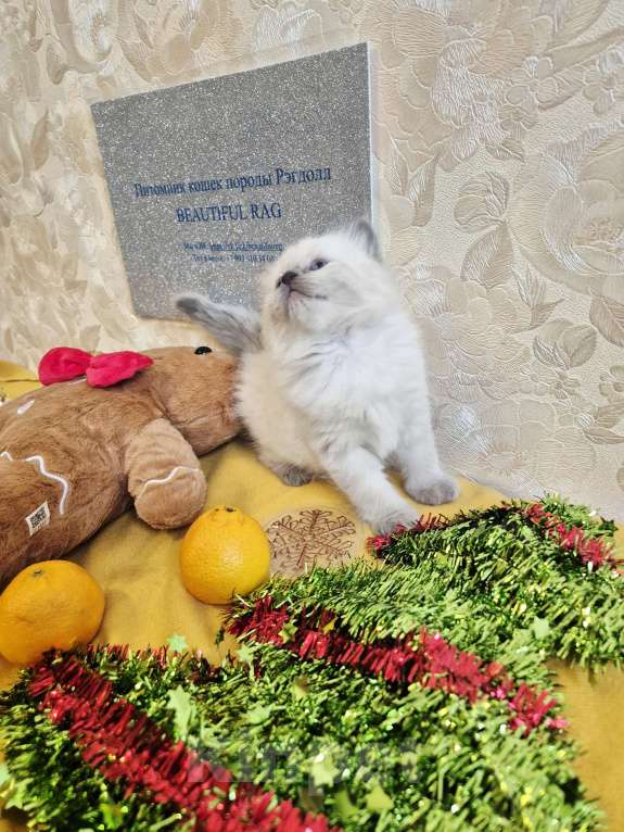 Кошки в Москве: Девочка Рэгдолл Девочка, 95 000 руб. - фото 3