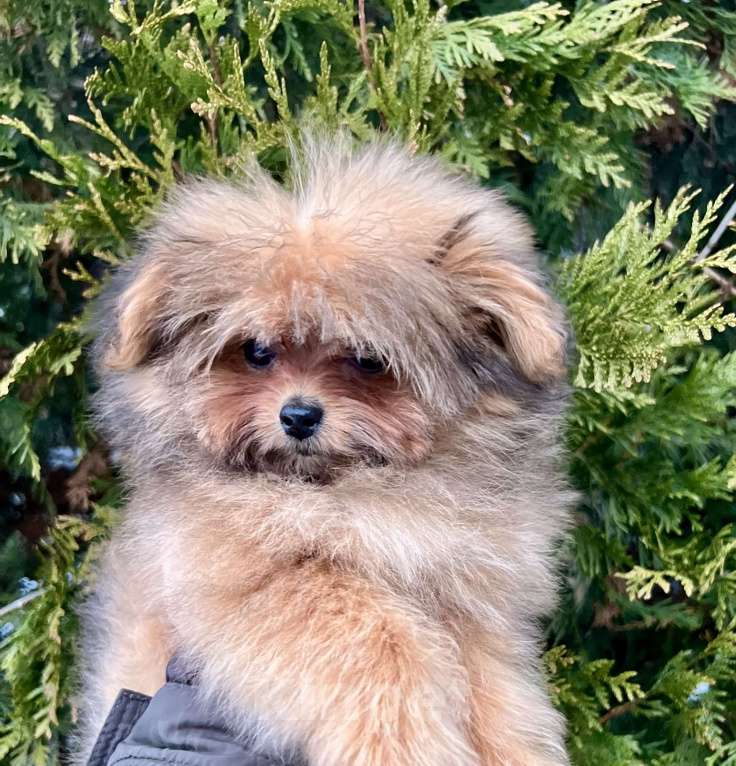 Собаки в Москве: Помапу девочка соболиная Девочка, 45 000 руб. - фото 2