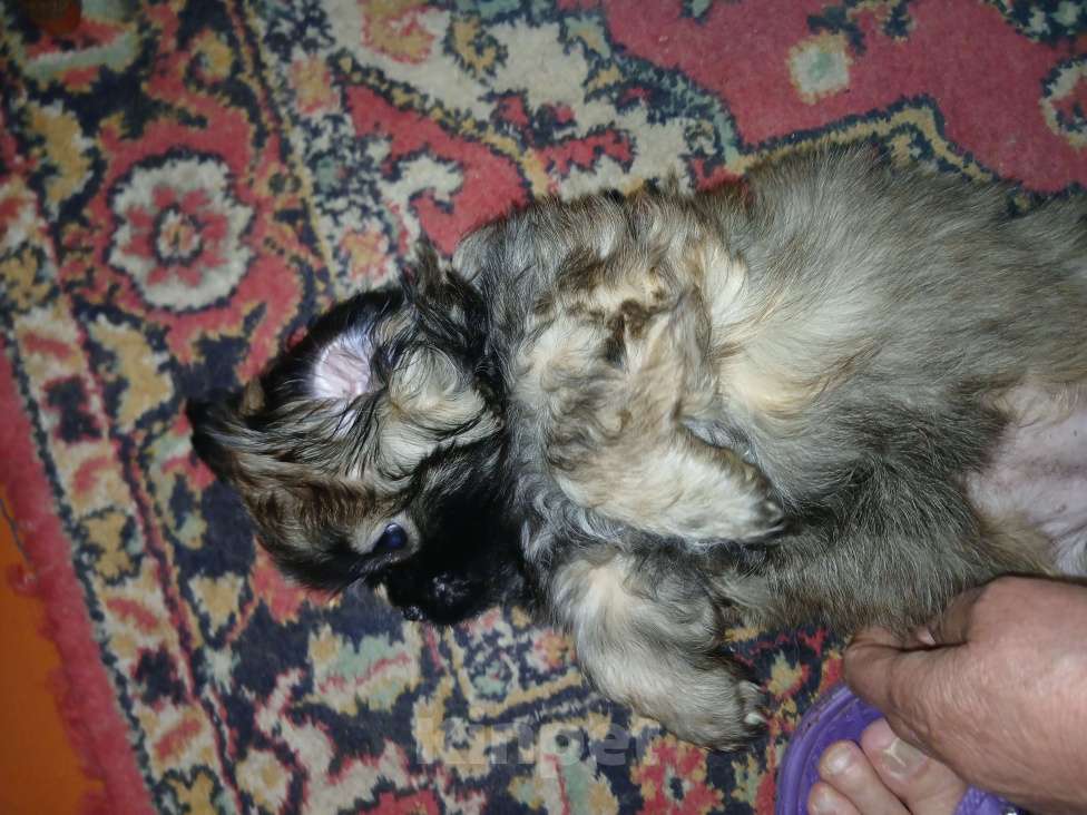 Собаки в Красноярске: Продать Девочка, 15 000 руб. - фото 3