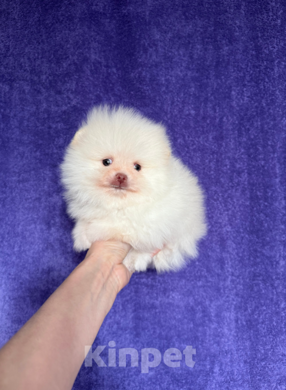 Собаки в Москве: Мальчик Мальчик, 22 000 руб. - фото 1